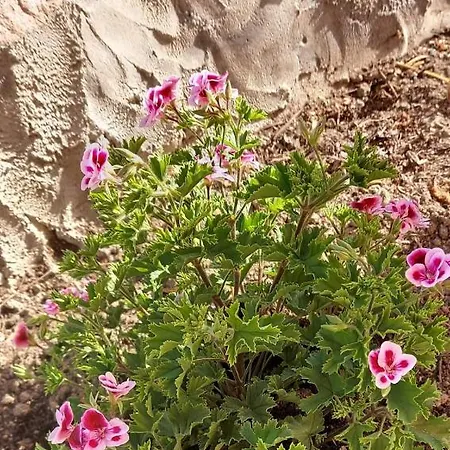 招待所 Ingeborg 夸尔图-圣埃莱娜