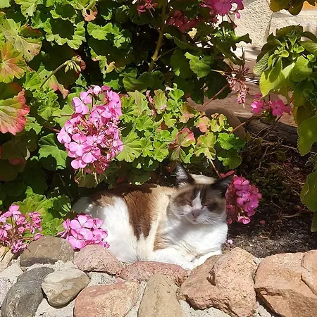 Ingeborg 夸尔图-圣埃莱娜